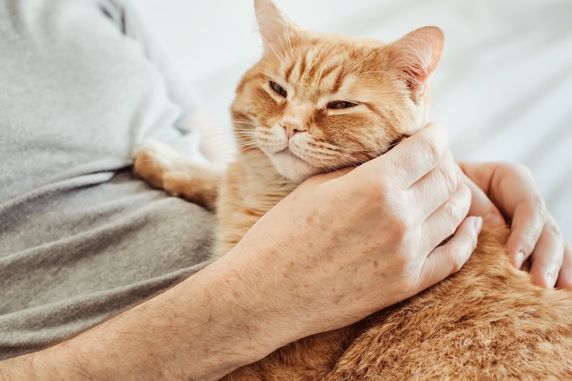 Rot-getigerte Katze kuschelt mit Besitzer und schnurrt