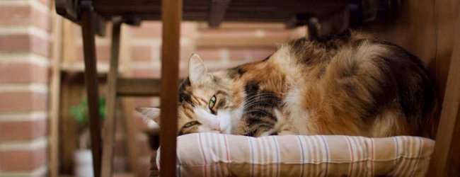 gros chat roux roulé en boule sur une chaise sur un balcon