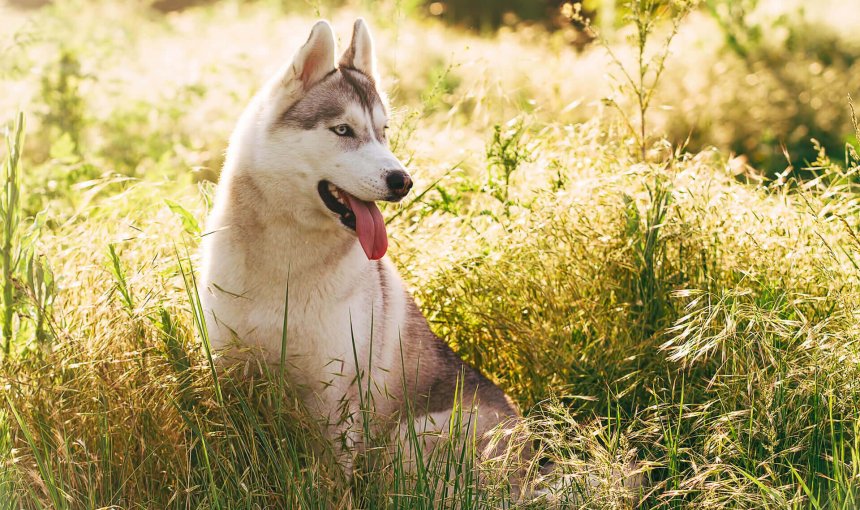 husky assis à l'ombre dans un champ pour se rafraîchir par temps de canicule