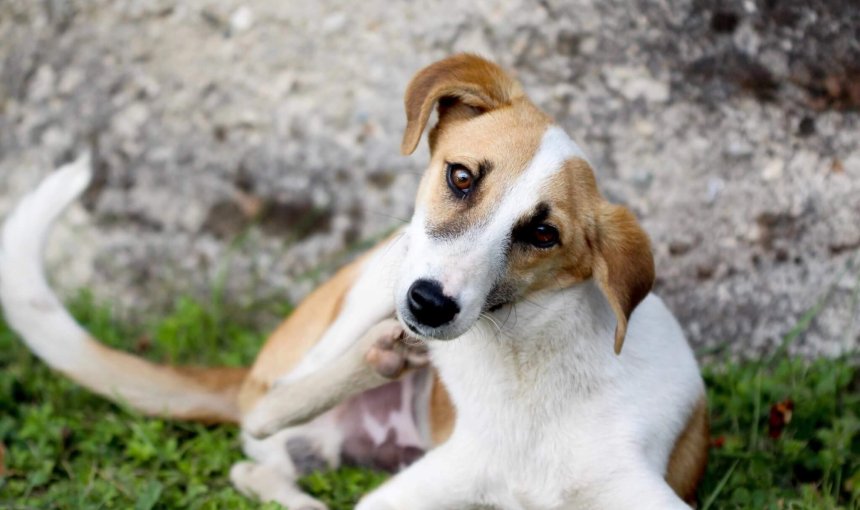 petit chien blanc souffrant de la gale qui se gratte