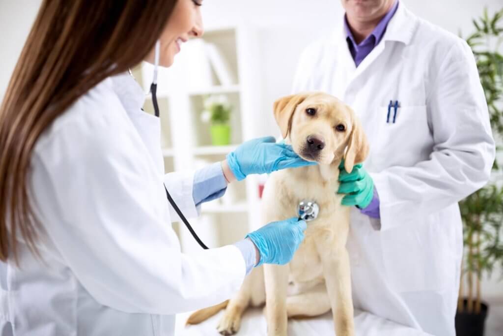 petit chien blanc se faisant ausculter chez le vétérinaire