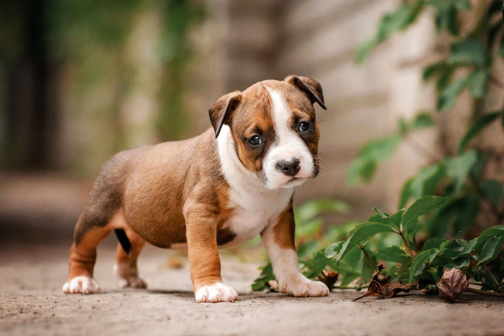 petit chiot brun et blanc au regard triste debout dans un jardin