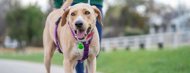 Brauner Hund geht freudig an der Leine spazieren