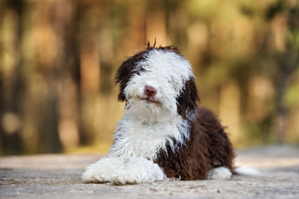 un cane d'acqua spagnolo accovacciato in primo piano con degli alberi sullo sfondo