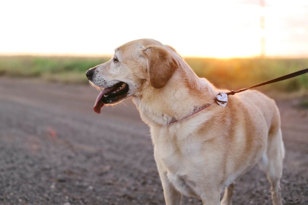 golden retriever na spacerze