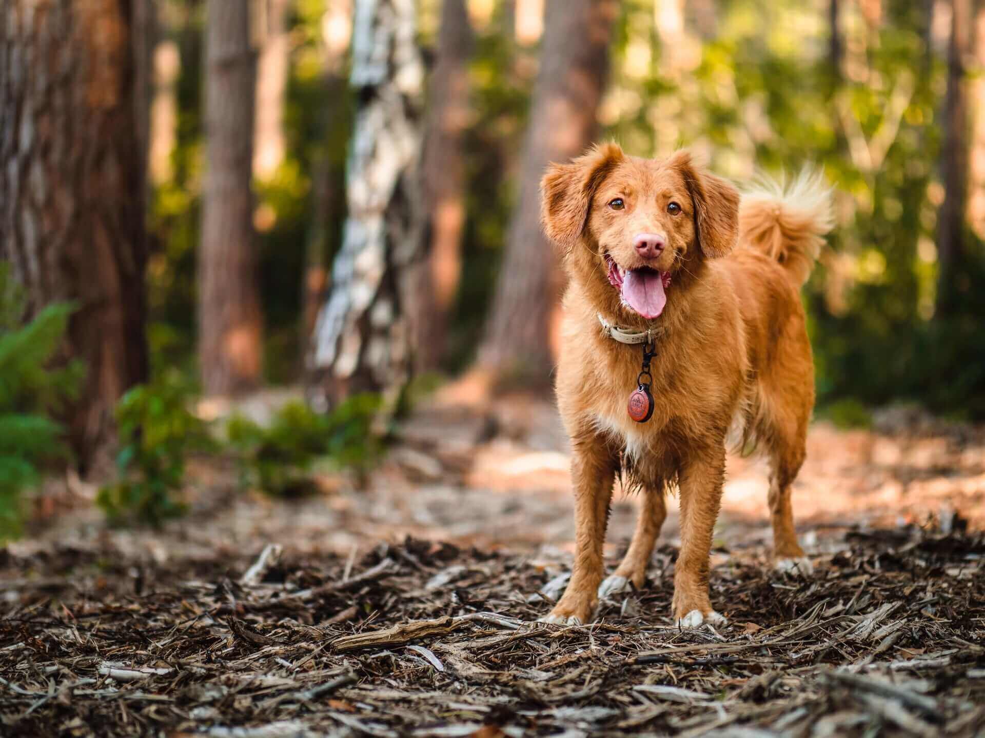 A brown dog standing in a forest