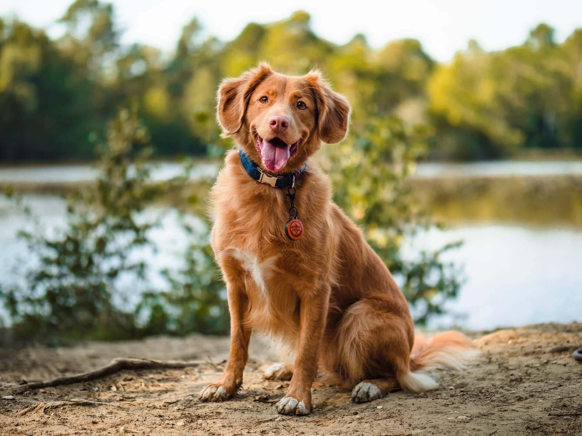 A brown dog sitting outside by a lake