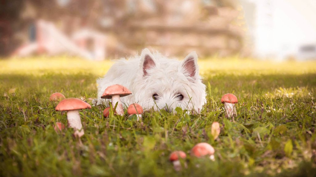 petit chien blanc couché dans un jardin au milieu de champignons toxiques