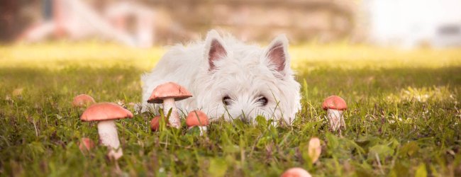 petit chien blanc couché dans un jardin au milieu de champignons toxiques