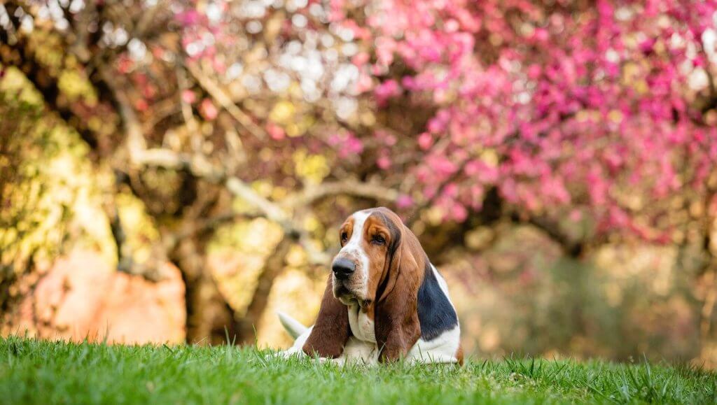 A Basset Hound relaxing in a garden