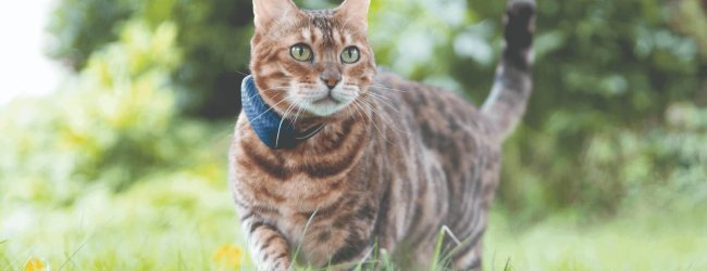 gatto che indossa un localizzatore gps per gatti