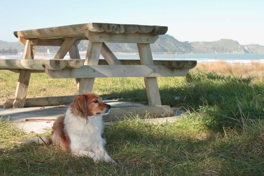 un chien blanc et brun couché à l'ombre d'une table de pique-nique par temps de canicule