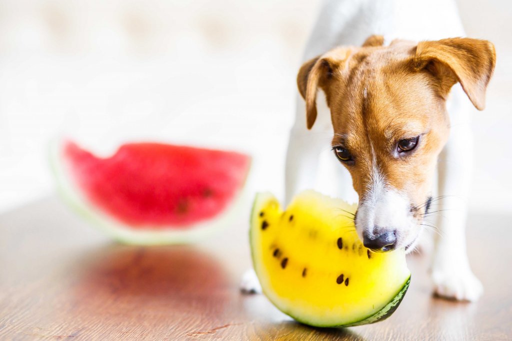 un petit chien blanc et brun grignotant une pastèque pour se rafraîchir en été