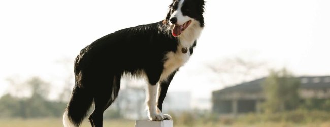 dog standing on fence