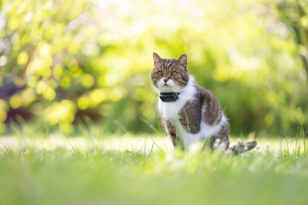 Weiß-braune Katze mit GPS Tracker in der Wiese