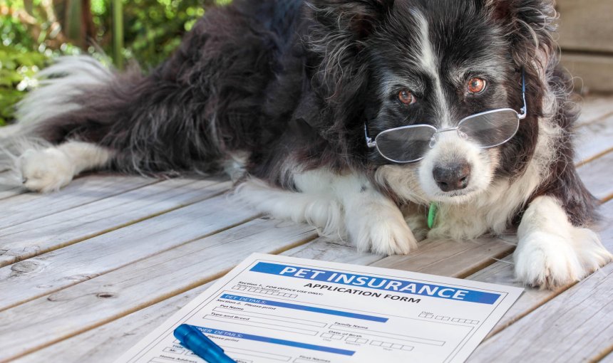 A senior dog sitting next to a pet insurance claim form