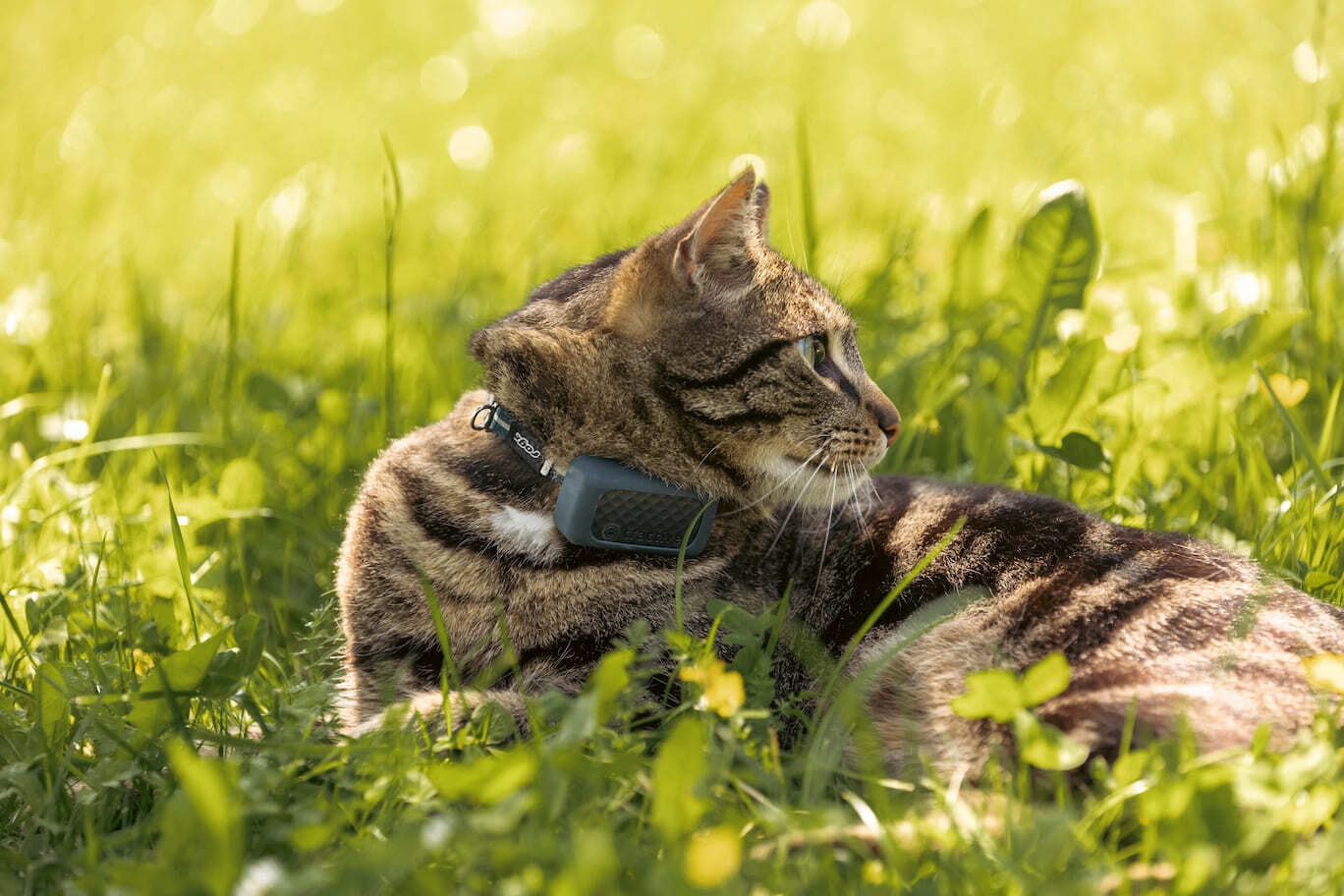 kot z lokalizatorem CAT Mini leżący w trawie