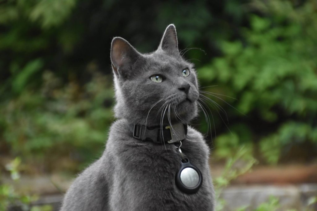 chat bleu russe hypoallergénique avec collier et médaillon