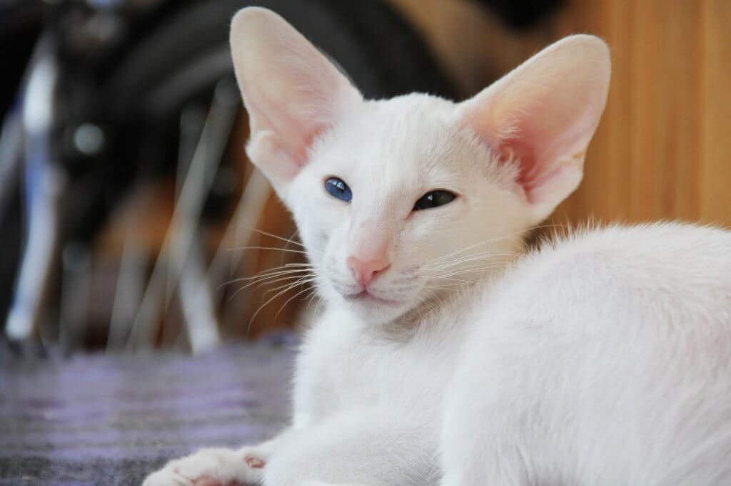 chat Mandarin hypoallergénique blanc allongé sur une couverture