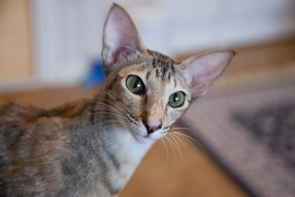 chat Oriental hypoallergénique dans un salon