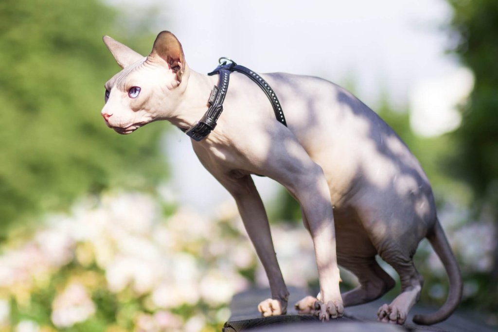 chat Sphynx hypoallergénique assis sur une clôture