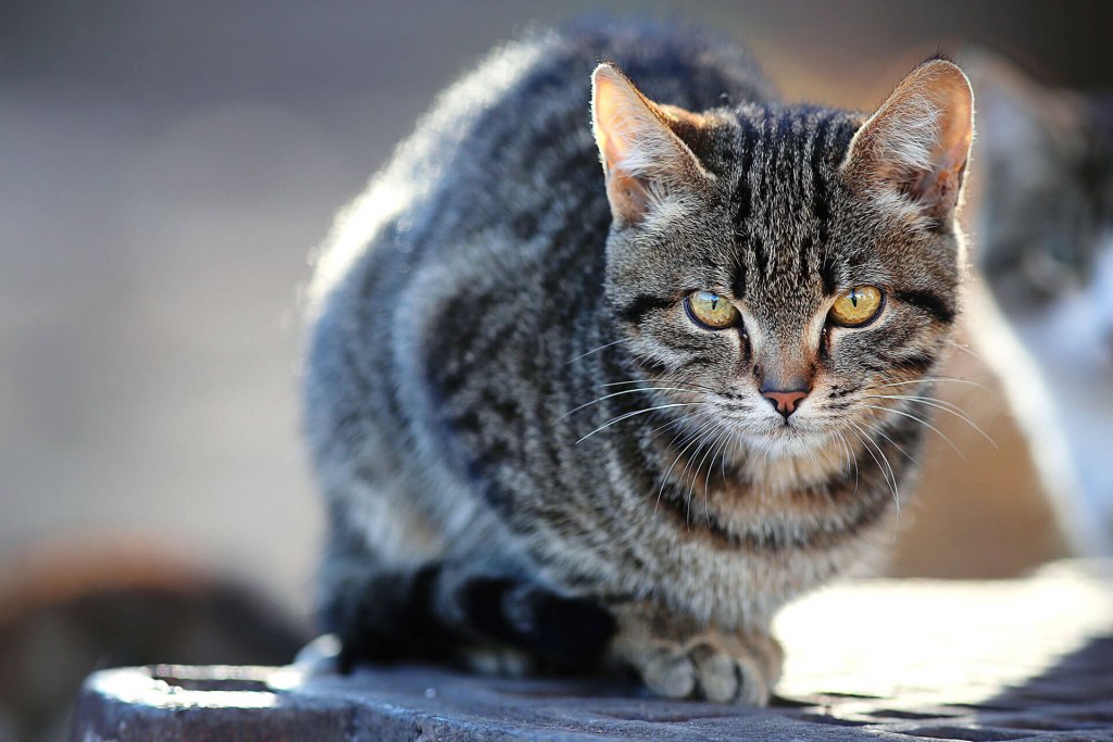 chat tigré assis dehors au soleil