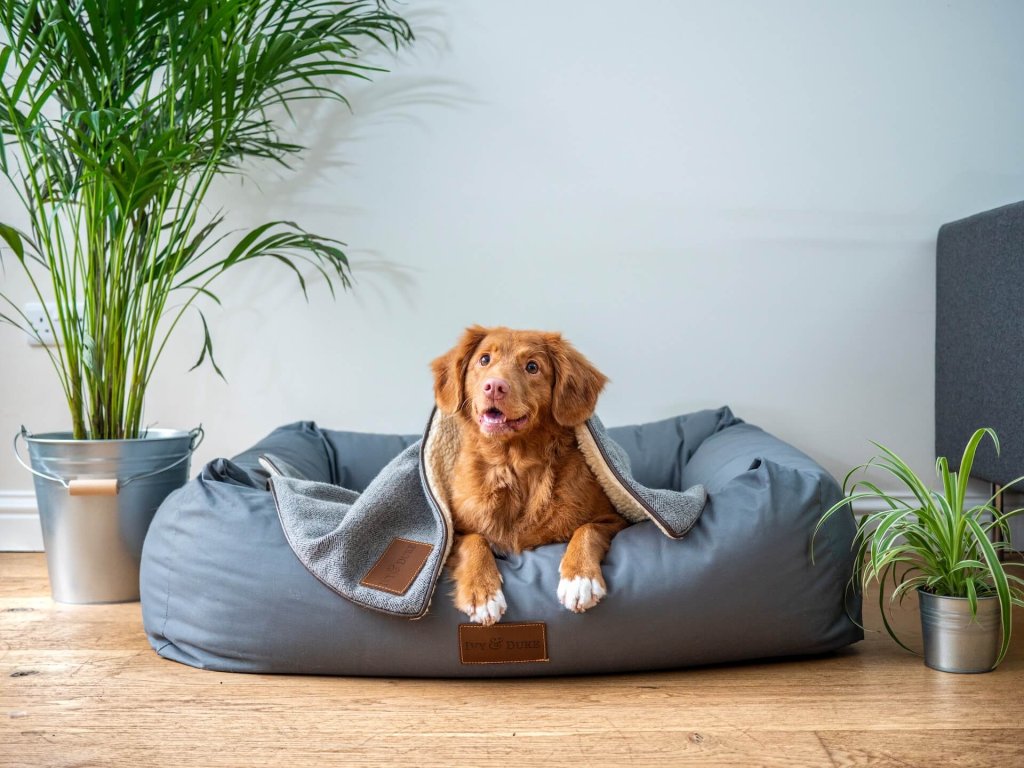 chien roux couché dans un panier en tissu gris, avec une couverture