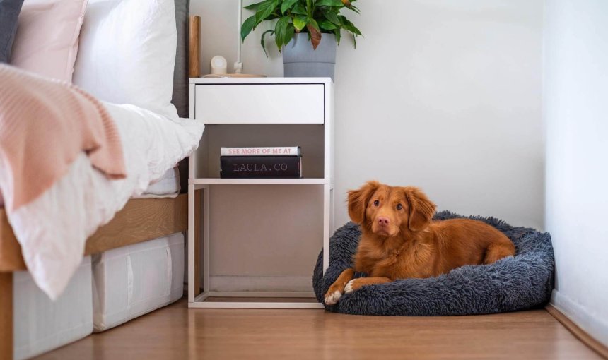 chien roux couché dans un panier dans le coin de la chambre à coucher