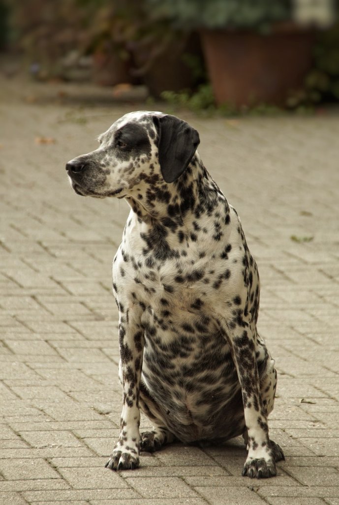 Dalmatien en surpoids assis sur le sol