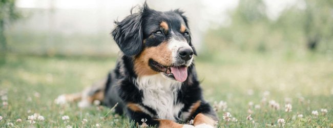 Berner Sennenhund liegt im Gras