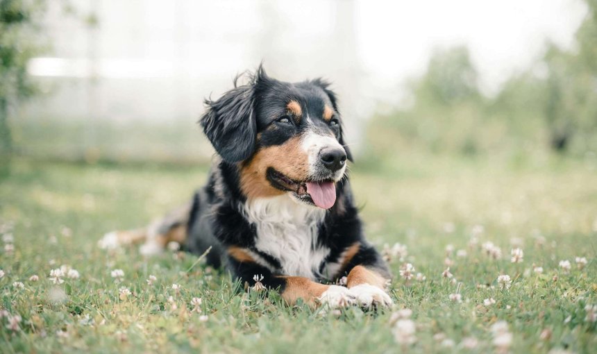 Berner Sennenhund liegt im Gras