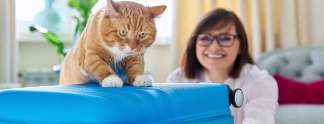 A ginger cat sitting on a blue suitcase