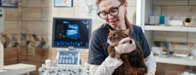 A vet caring for a senior cat at a clinic