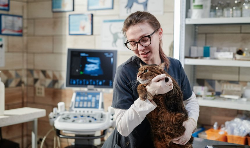 A vet caring for a senior cat at a clinic