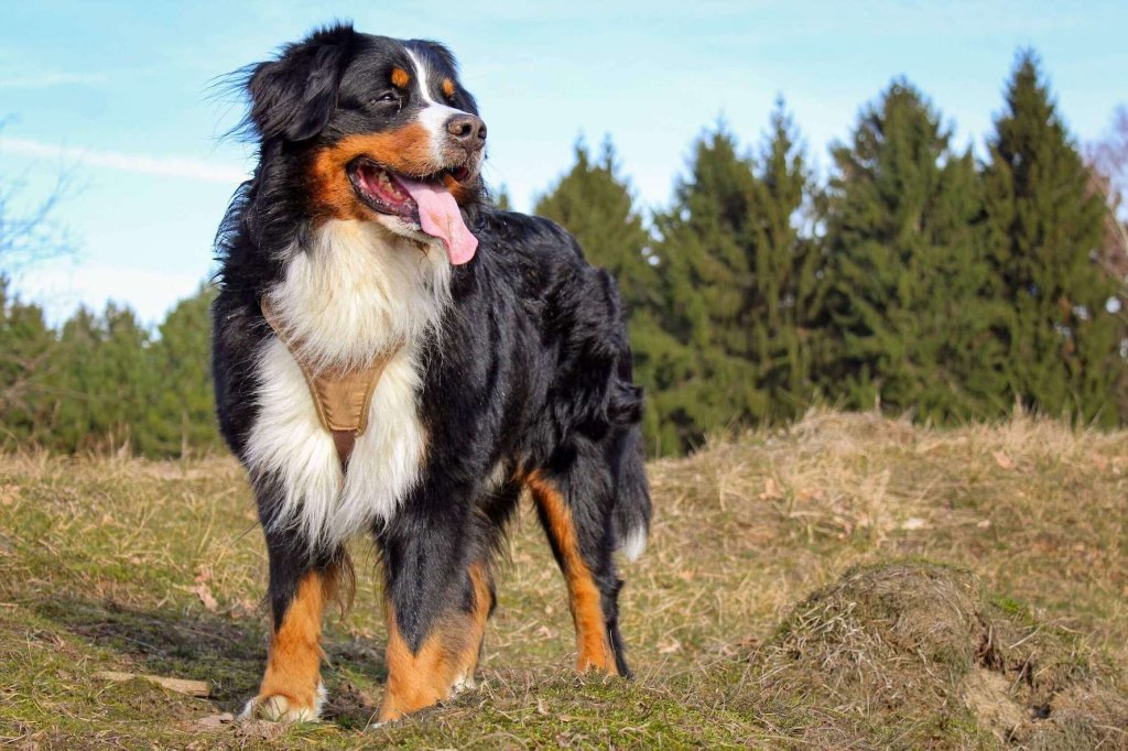 Berner Sennenhund steht auf einer Wiese in Waldnähe