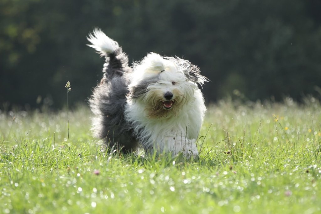 Bobtail läuft fröhlich durch das Gras