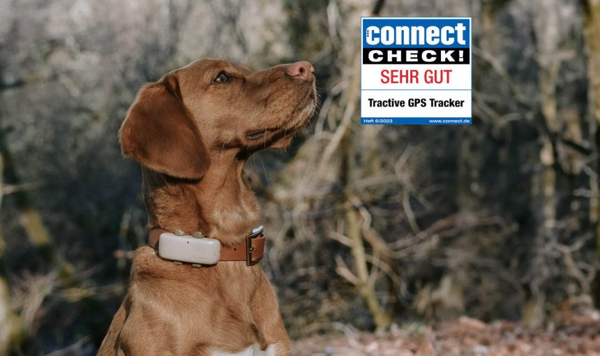 Hund trägt den GPS Tracker mit connect check! Logo