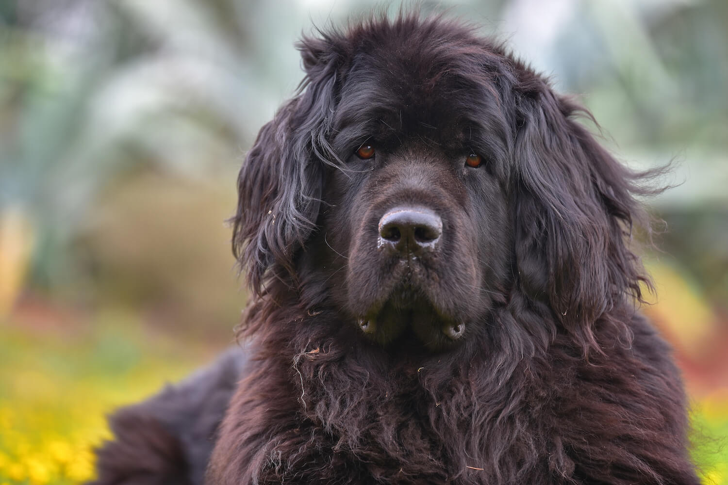 A Newfoundland dog sitting in a field