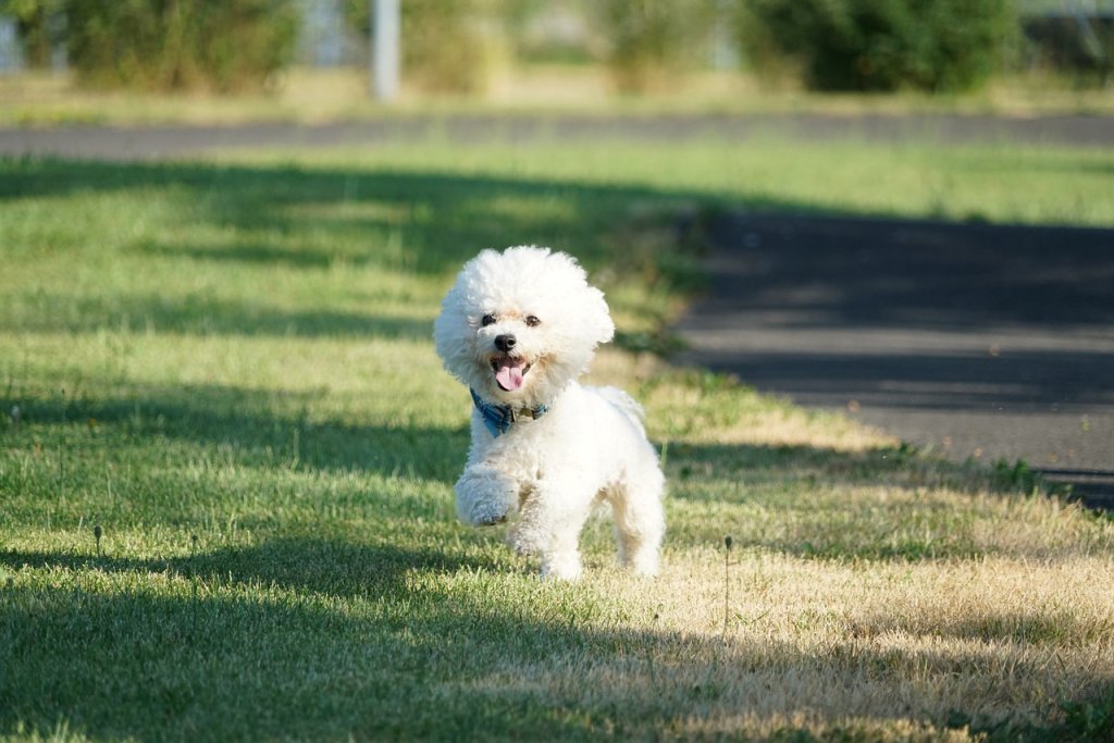 Bichon Frisé läuft über eine Wiese