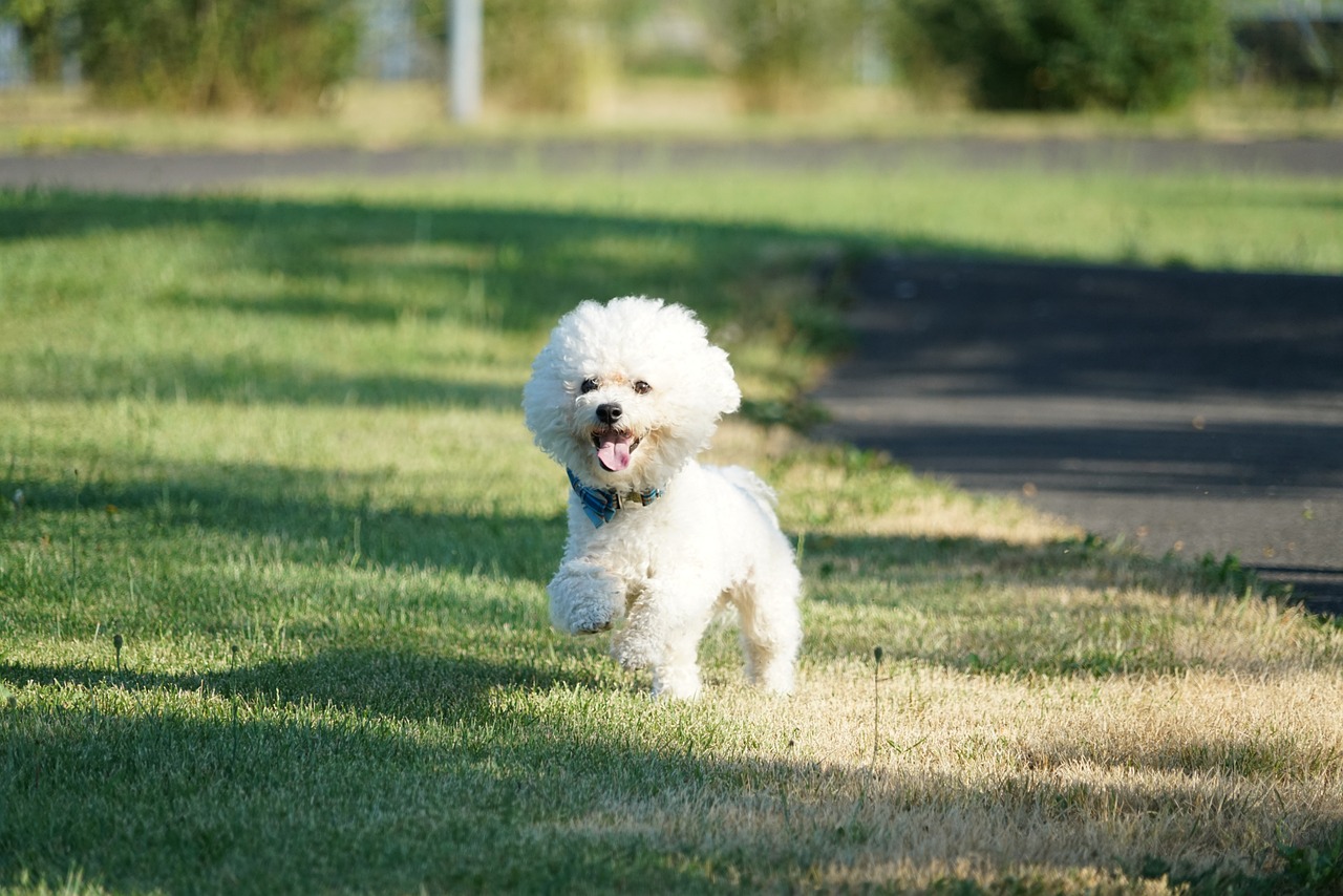 A Bichon Frisé playing in a garden