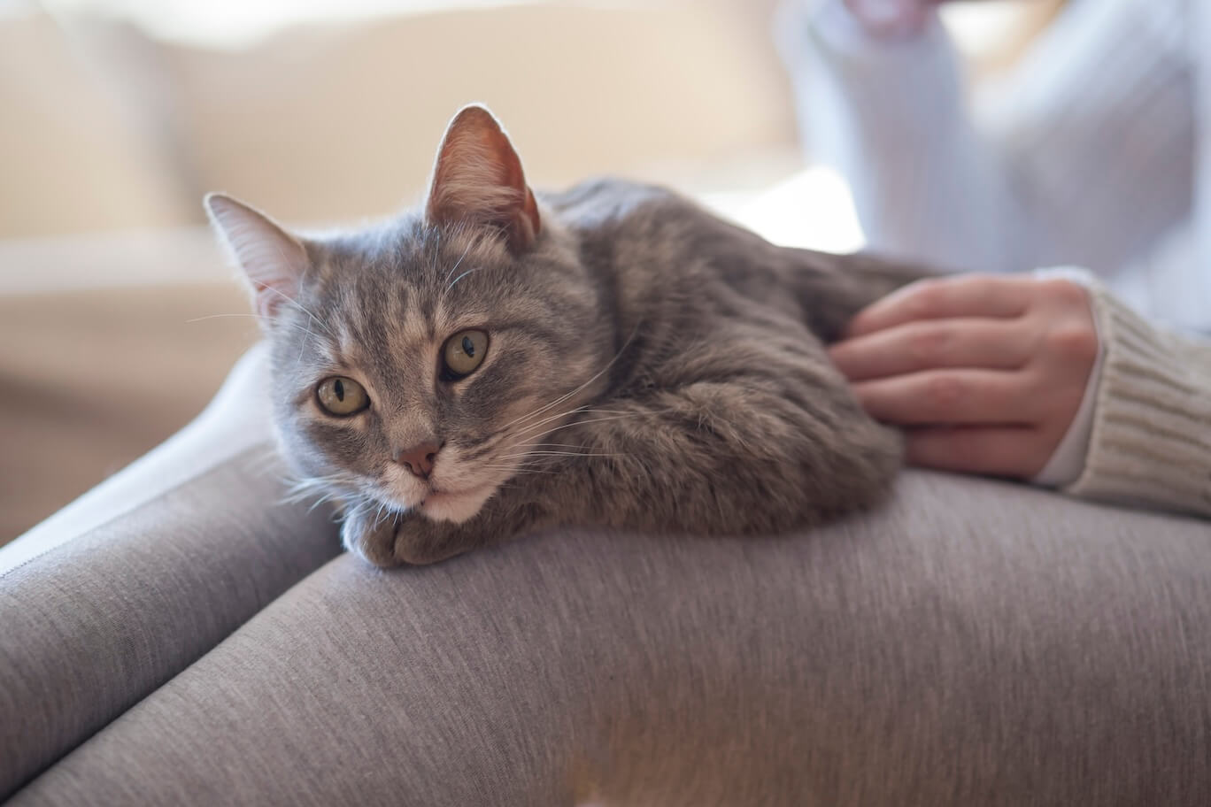 Katze liegt auf dem Schoß einer Frau