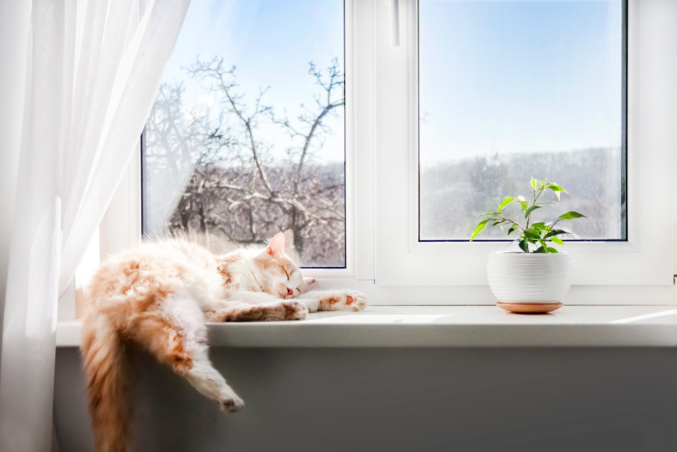 Rötlich-weiße Katze schläft auf einer Fensterbank