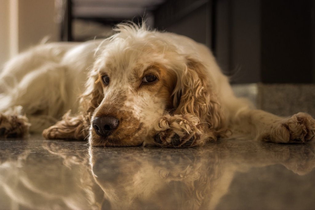 Cocker Spaniel entspannt am Boden