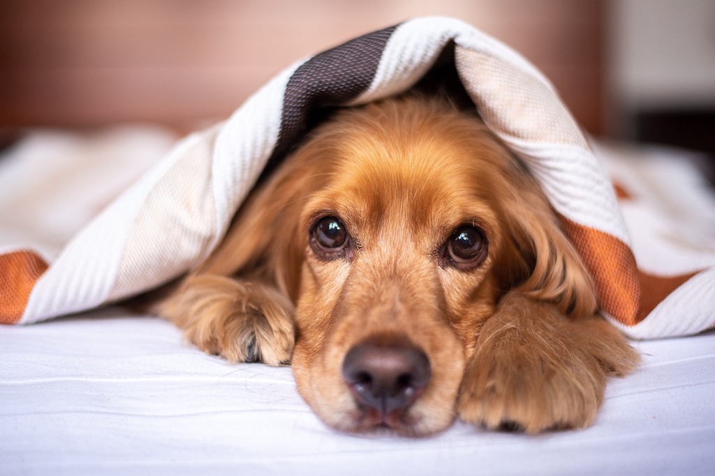 Hund unter der Decke im Bett