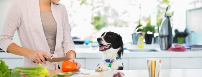 jeune femme coupant du céleri et d'autres légumes sur une planche à la cuisine avec un chien qui la regarde