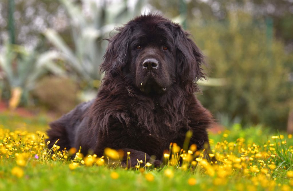 Neufundländer liegt im Gras mit blühenden Blumen