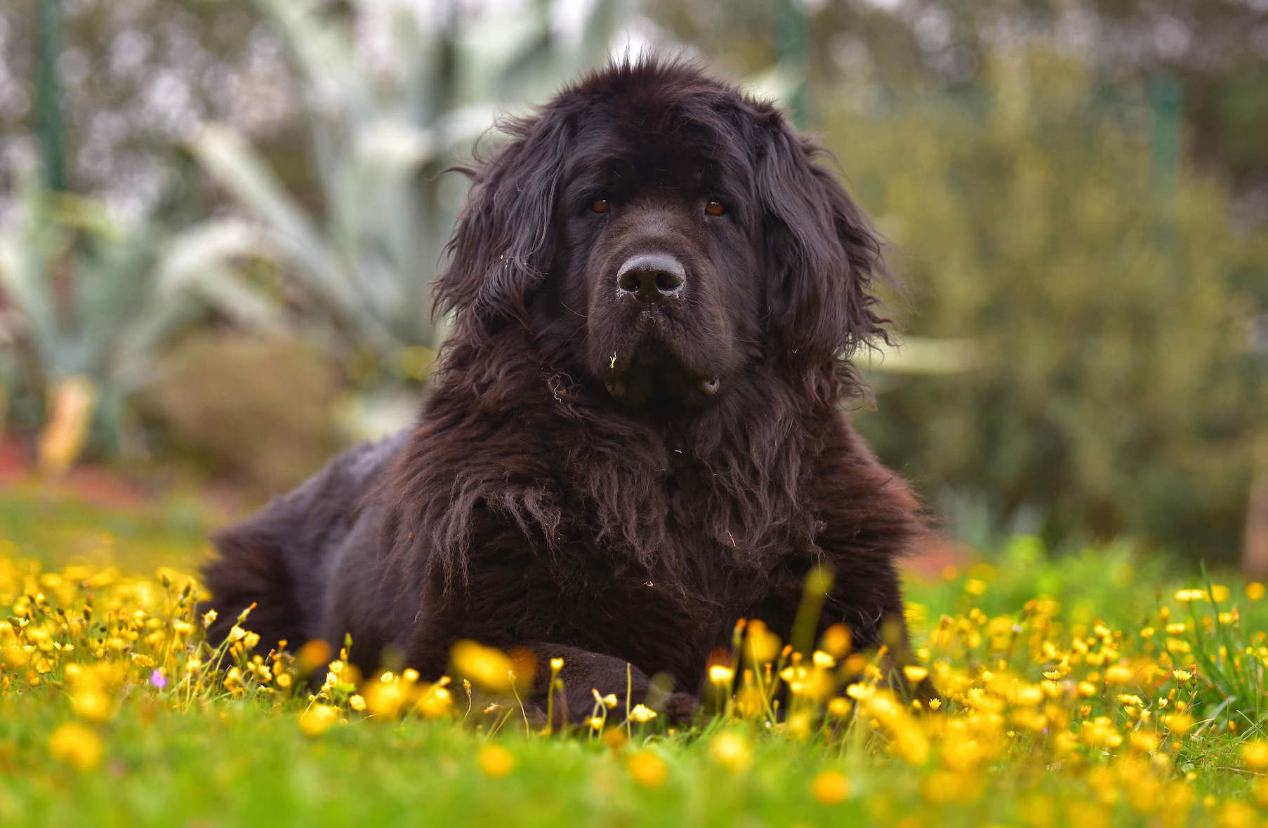 A Newfoundland lies in the grass with blooming flowers.