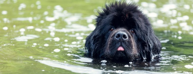 A Newfoundland swimming in the water