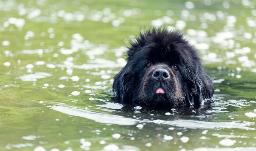 A Newfoundland swimming in the water