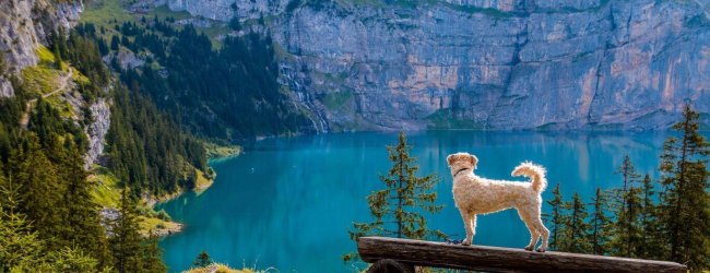 perro blanco frente a un lago azul